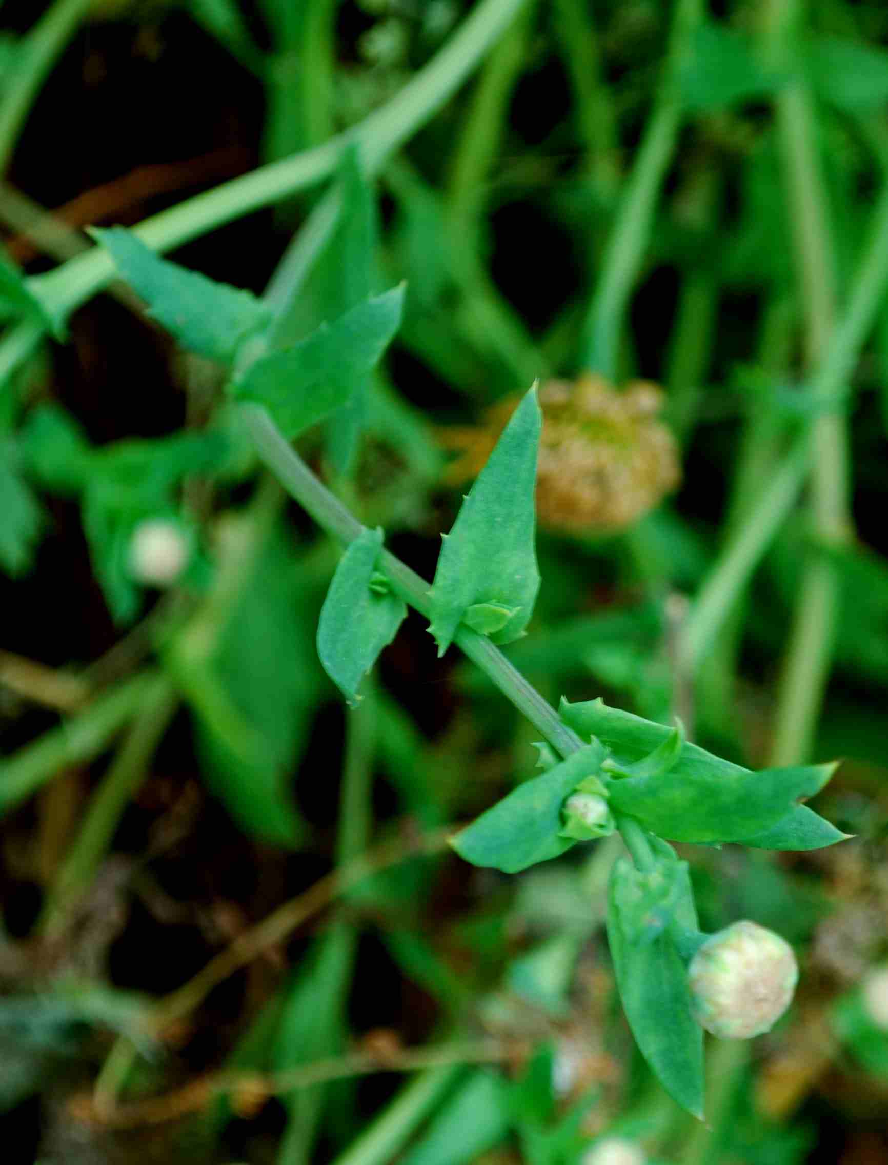 Glebionis segetum